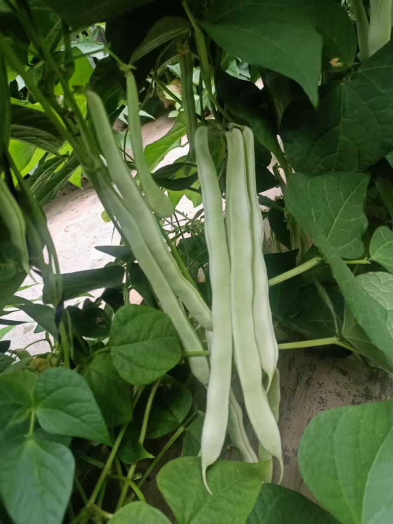 精品白不老豆角，口感丰富，营养健康，价格美丽，产地直发