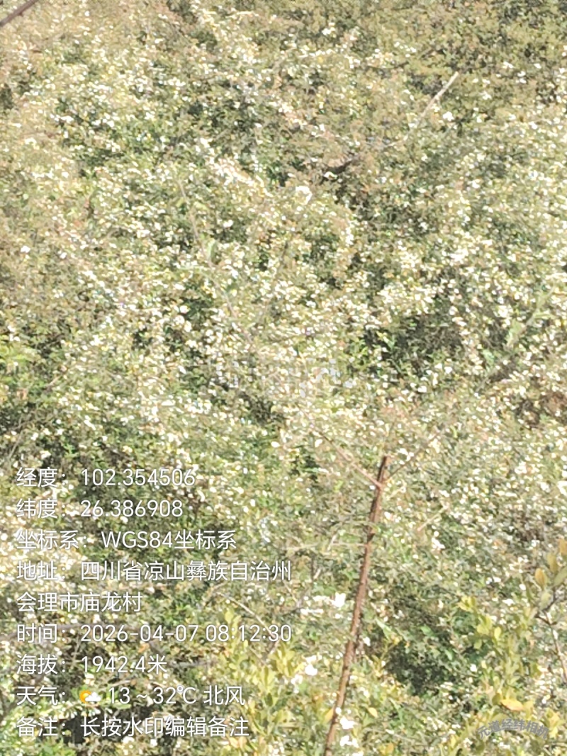 ***土蜂蜜