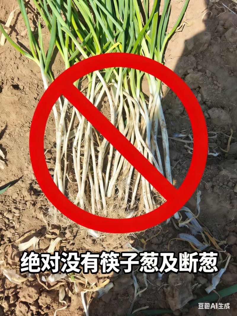 山东长白大葱基地直发对接商超团购电商一条龙服务