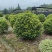 桂花球，高度80-2.5米，冠幅80-2米，各种层次规格
