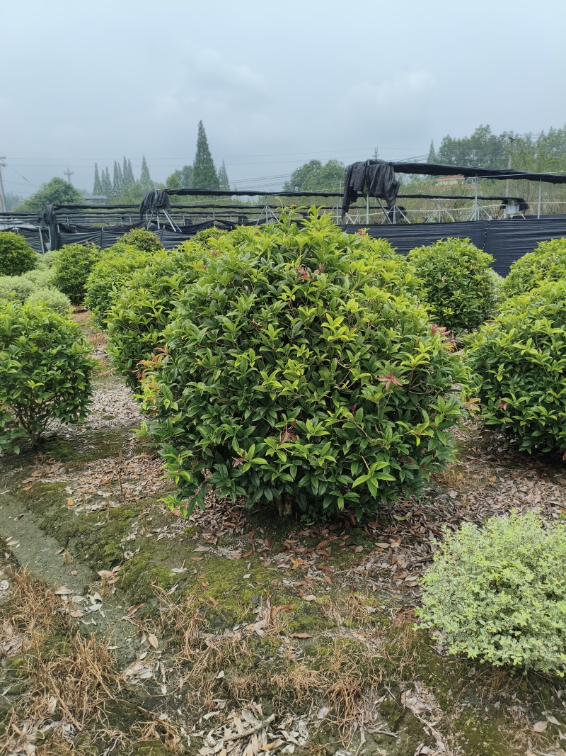 桂花球，高度80-2.5米，冠幅80-2米，各种层次规格
