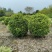 桂花球，高度80-2.5米，冠幅80-2米，各种层次规格