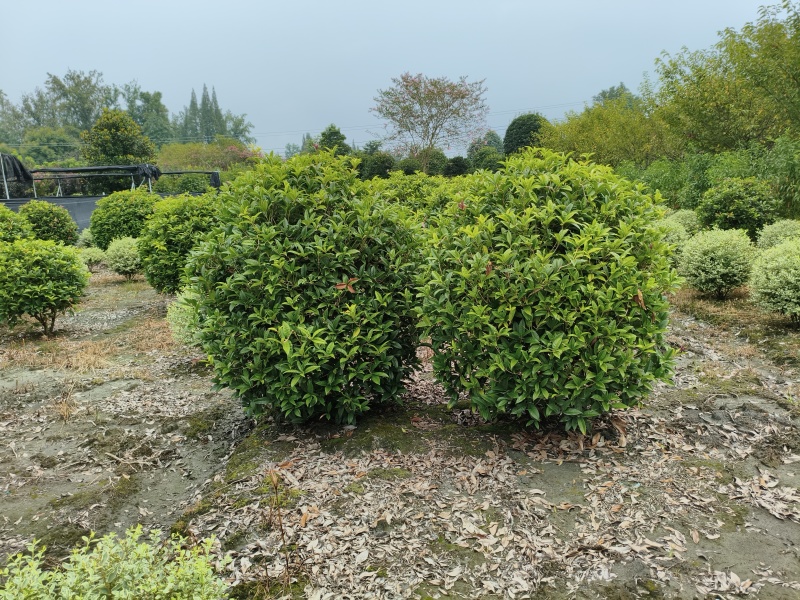 桂花球，高度80-2.5米，冠幅80-2米，各种层次规格