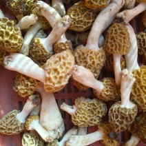 野生羊肚菌零售批发做种美味汤营养你我他