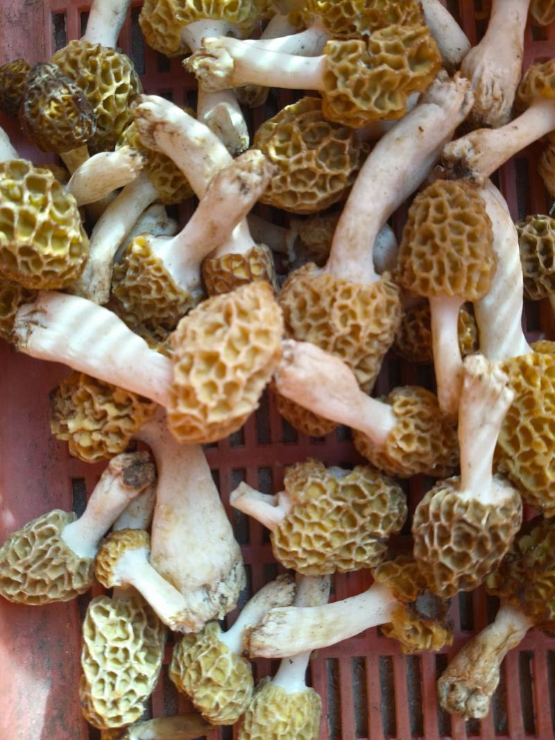 野生羊肚菌零售批发做种美味汤营养你我他