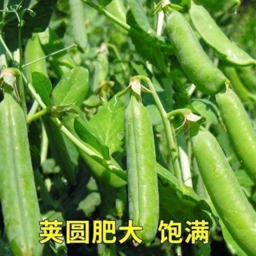 云南保山昌宁青豌豆