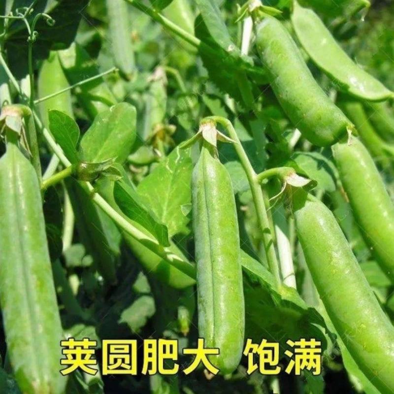 云南保山昌宁青豌豆