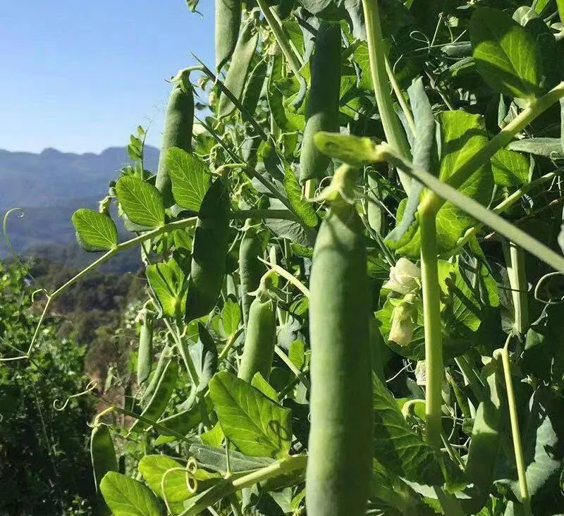 云南保山昌宁青豌豆
