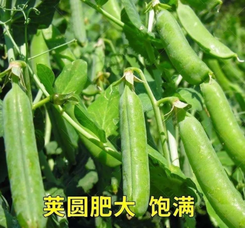 云南保山昌宁青豌豆