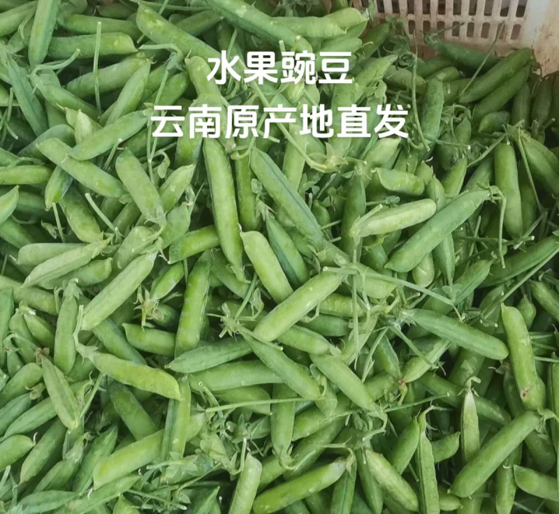 云南保山昌宁青豌豆