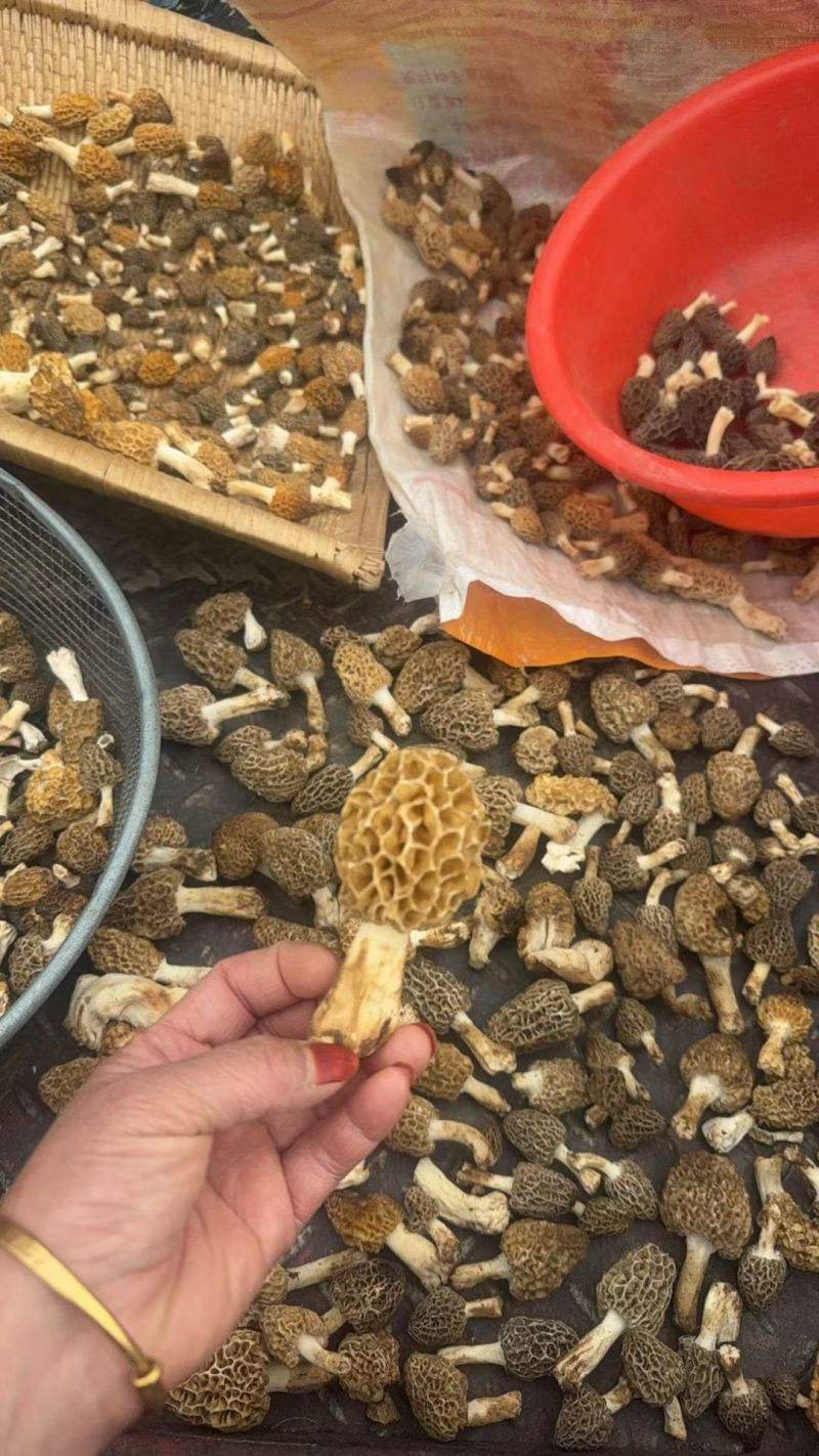 野生羊肚菌零售批发做种美味汤营养你我他