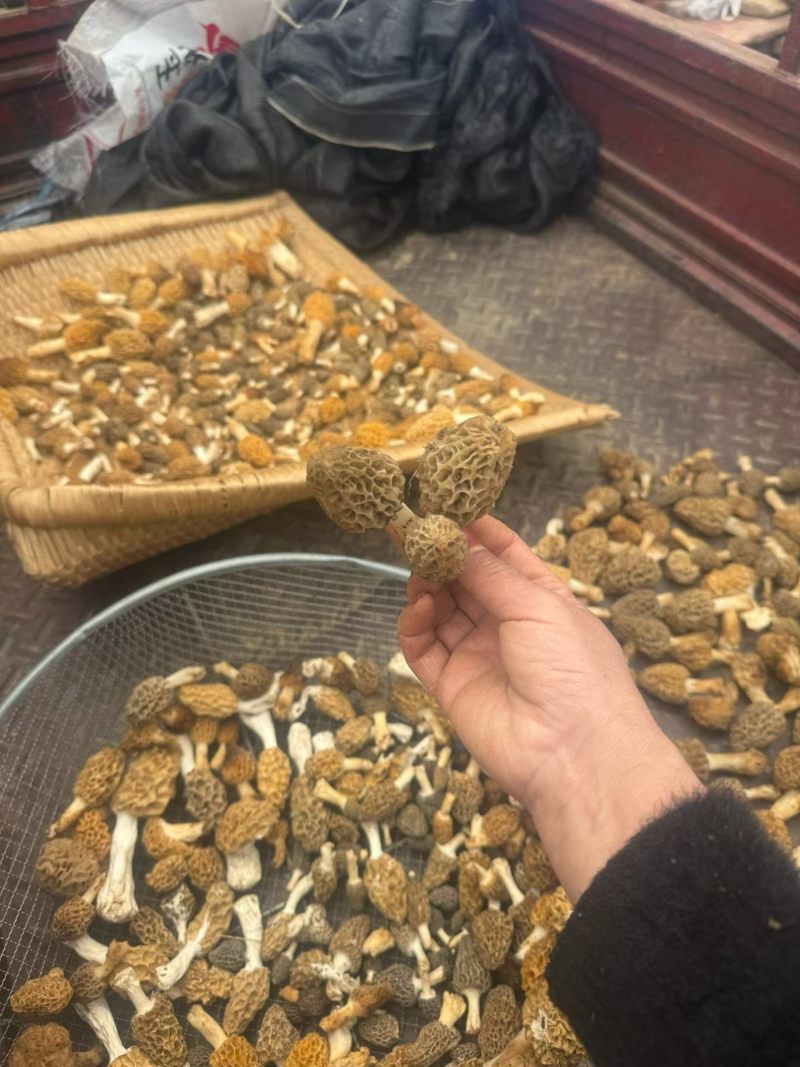 野生羊肚菌零售批发做种美味汤营养你我他