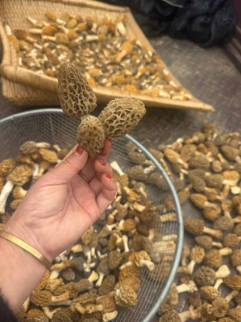 野生羊肚菌零售批发做种美味汤营养你我他