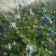 蓝莓树盆栽地栽大量现货基地直发提供种植技术指导