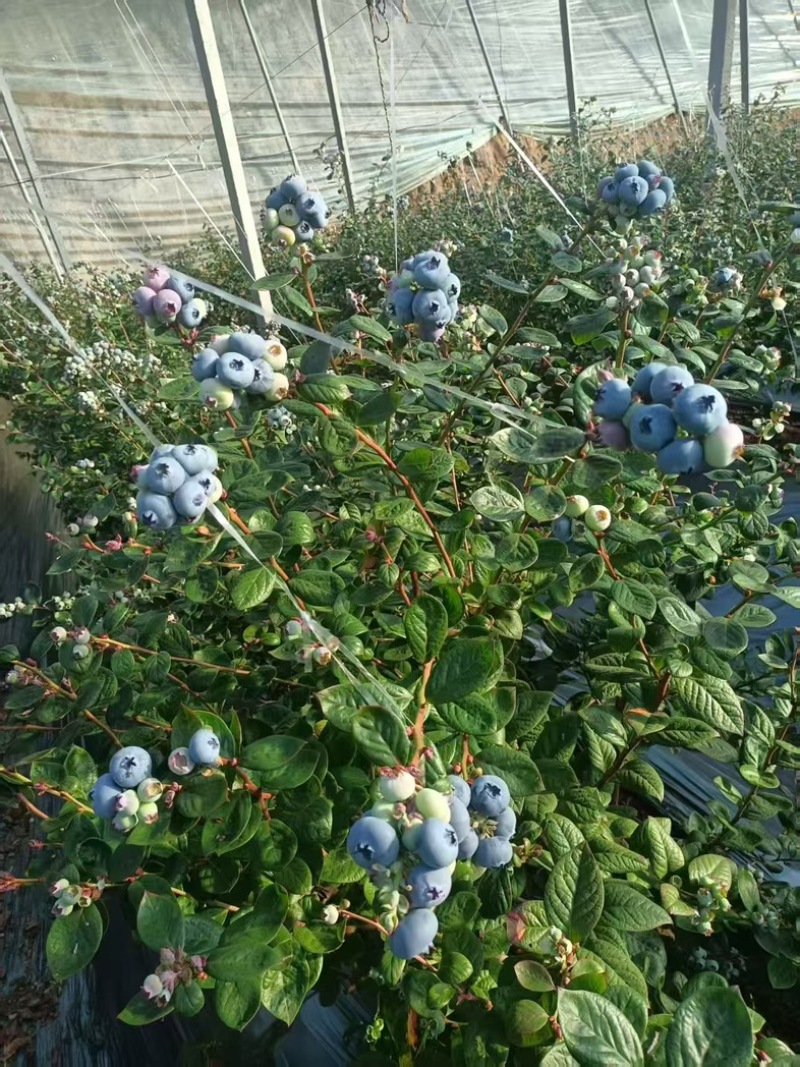 蓝莓树盆栽地栽大量现货基地直发提供种植技术指导
