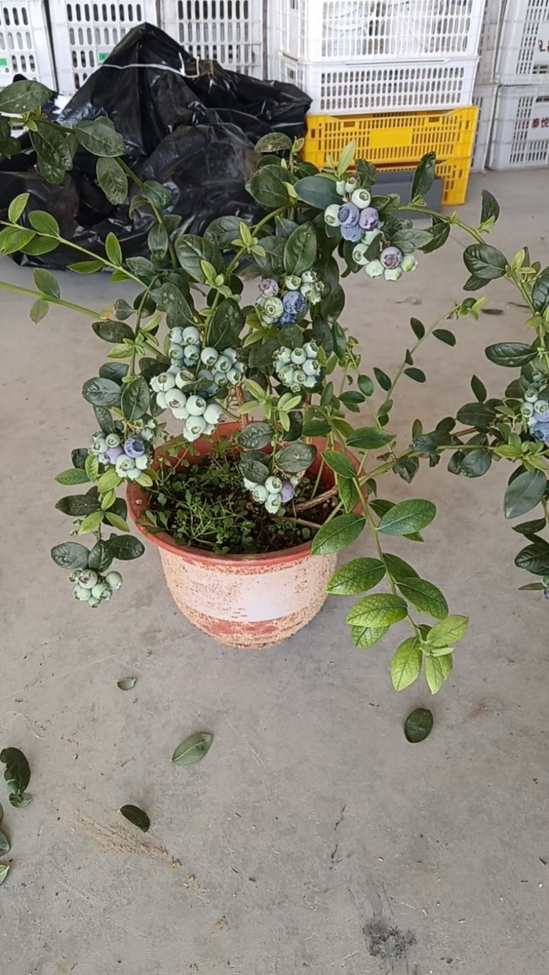 蓝莓树盆栽地栽大量现货基地直发提供种植技术指导