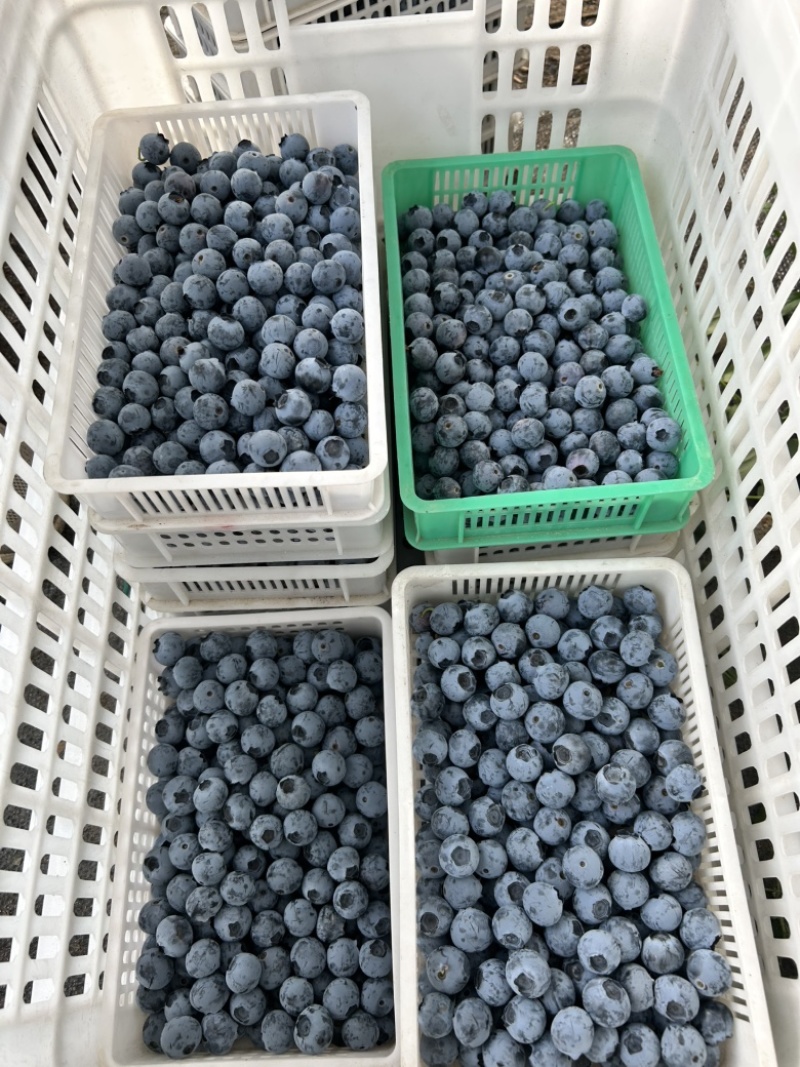江苏蓝莓F6