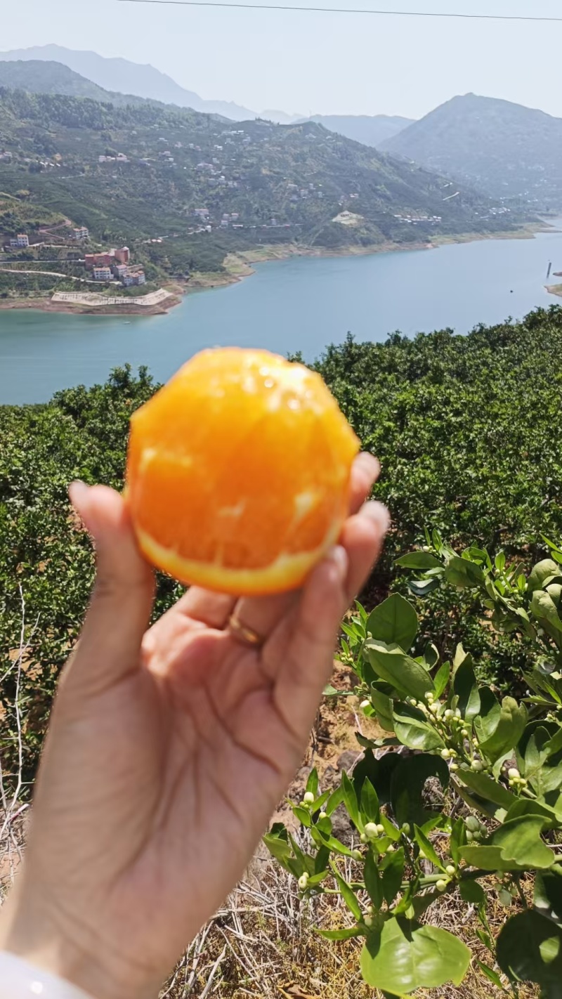 优质脐橙，伦晚，红芯，夏橙，九月红批量出售