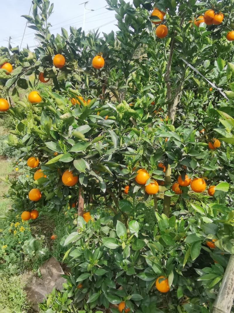 优质脐橙，伦晚，红芯，夏橙，九月红批量出售