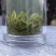 溧阳天目湖高山白茶，尖嘴白色，黄金茶，奶油白茶，自产自销