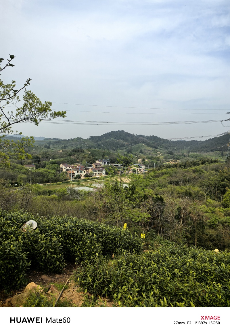 溧阳天目湖高山白茶，尖嘴白色，黄金茶，奶油白茶，自产自销