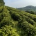 溧阳天目湖高山白茶，尖嘴白色，黄金茶，奶油白茶，自产自销