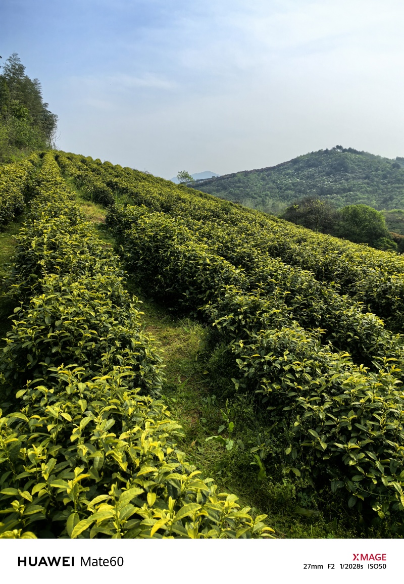 溧阳天目湖高山白茶，尖嘴白色，黄金茶，奶油白茶，自产自销