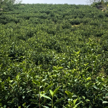 溧阳天目湖高山白茶，尖嘴白色，黄金茶，奶油白茶，自产自销