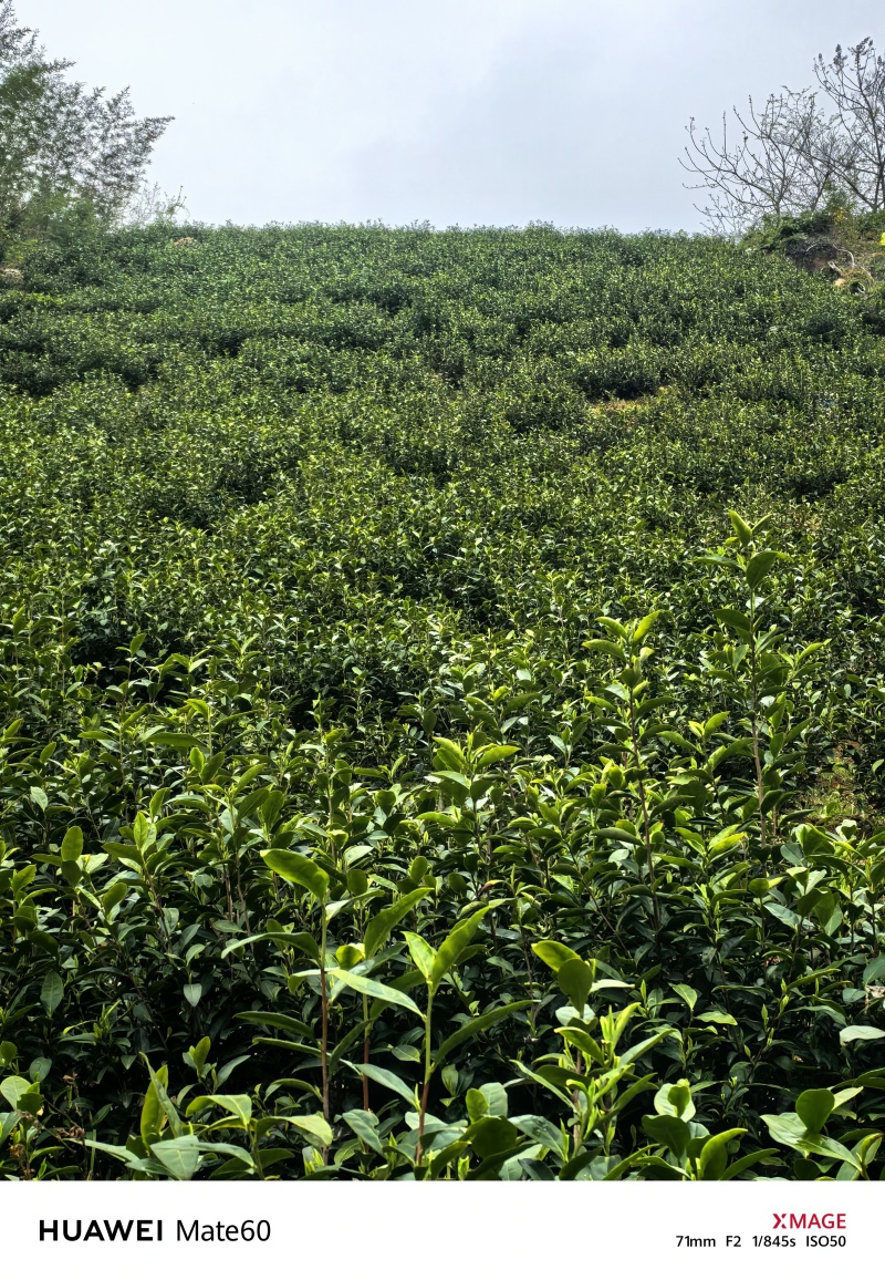 溧阳天目湖高山白茶，尖嘴白色，黄金茶，奶油白茶，自产自销