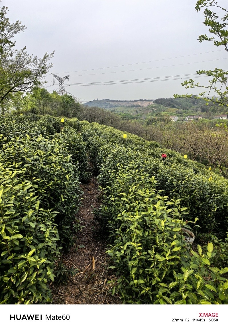 溧阳天目湖高山白茶，尖嘴白色，黄金茶，奶油白茶，自产自销
