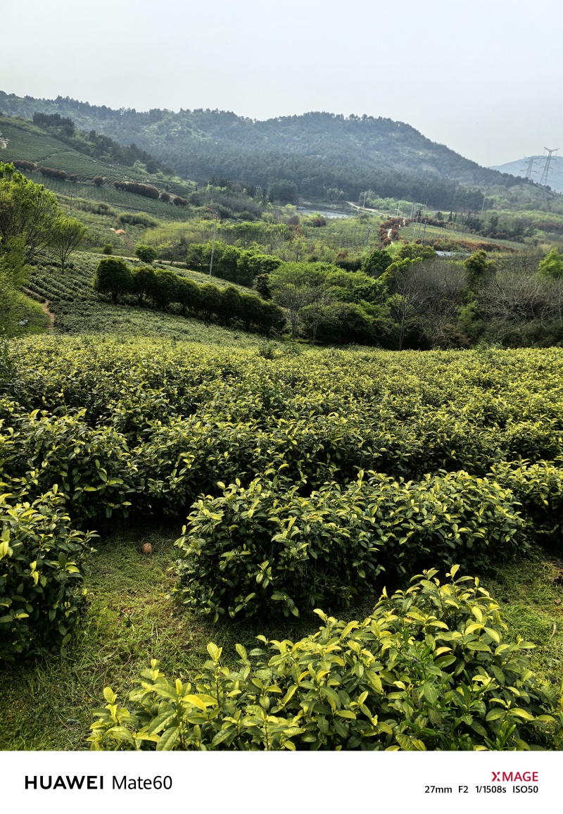 溧阳天目湖高山白茶，尖嘴白色，黄金茶，奶油白茶，自产自销