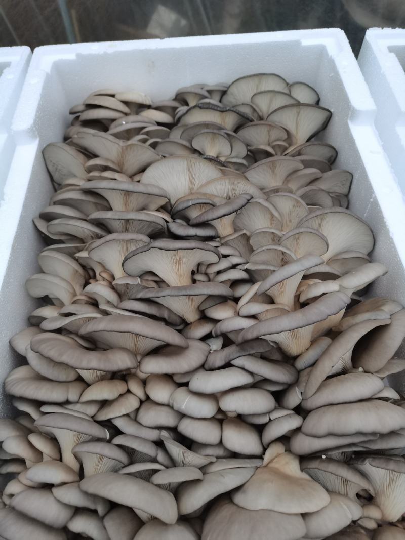 沭阳平菇