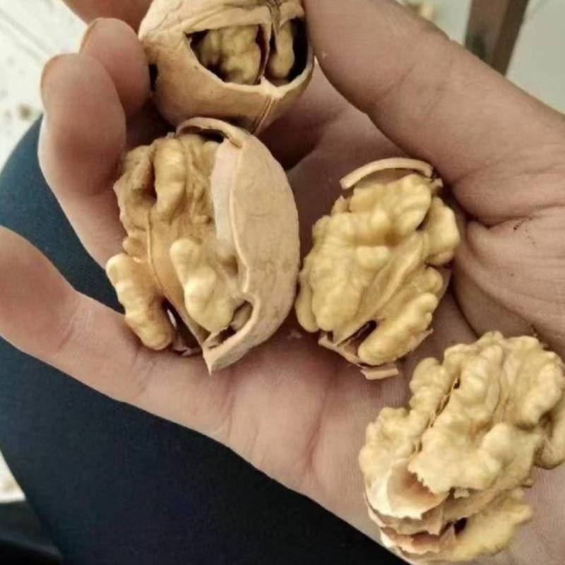阿克苏薄皮核桃/新二品种/皮薄价好/对接全网