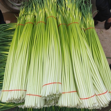 精品兴平本地蒜薹一手货源全国发货量大价优欢迎随时联系