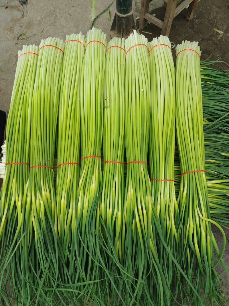 精品白帽蒜薹一手货源全国发货量大价优欢迎随时联系