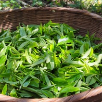 云南红河生态茶，口感醇厚香甜，回甘持久，性价比超高。