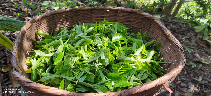 云南红河生态茶，口感醇厚香甜，回甘持久，性价比超高。
