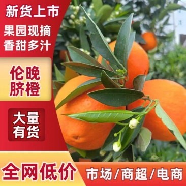 湖北伦晚脐橙现采现发，高糖爆汁皮薄肉厚，全程保鲜配发