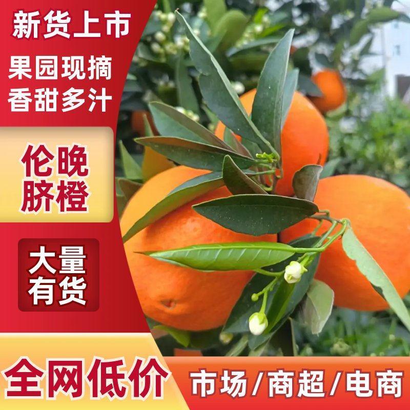 湖北伦晚脐橙现采现发，高糖爆汁，皮薄肉厚全程保鲜配送