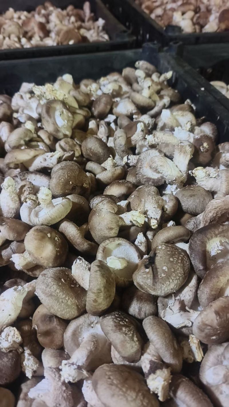 0912香菇，请友友们放心买