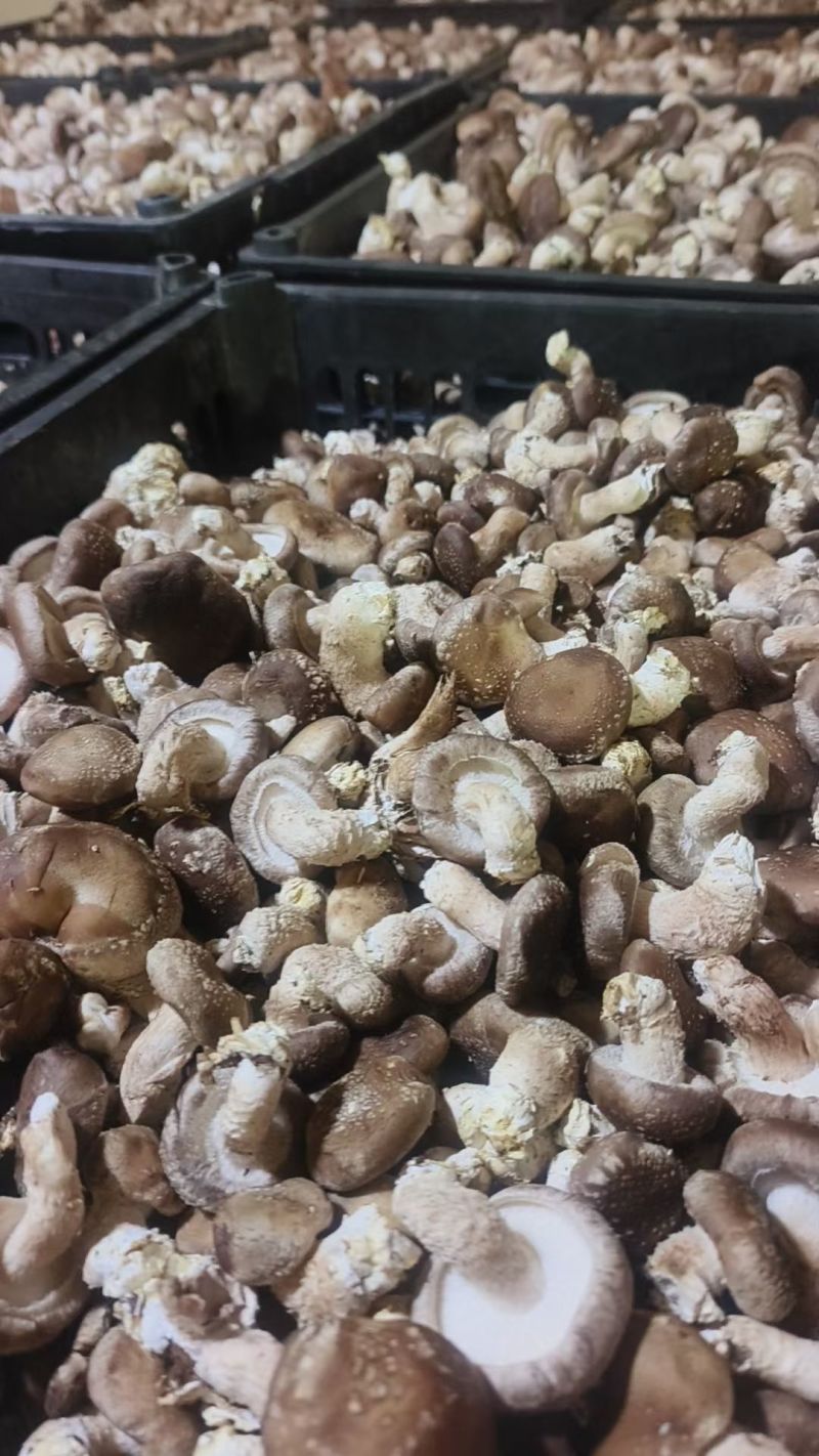 0912香菇，请友友们放心买