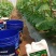 生根膨果20kg生根膨果大蓝桶-畅销产品富含18种氨基酸