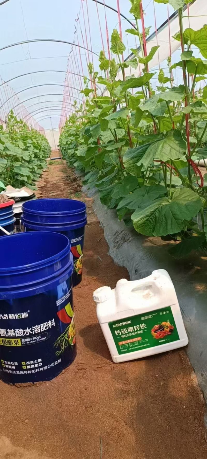 生根膨果20kg生根膨果大蓝桶-畅销产品富含18种氨基酸