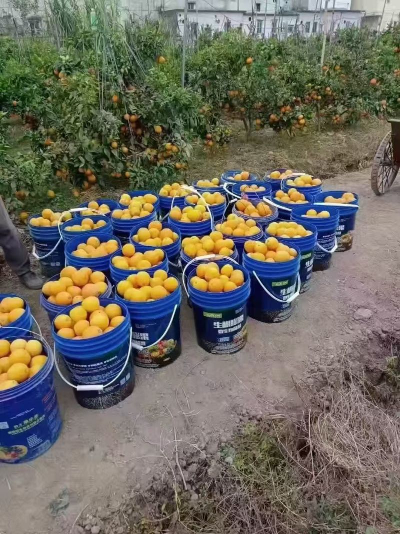生根膨果20kg生根膨果大蓝桶-畅销产品富含18种氨基酸