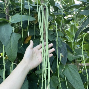 广东长豆角，青条豆角/长豆角/产地货源/保质保量，货品靓