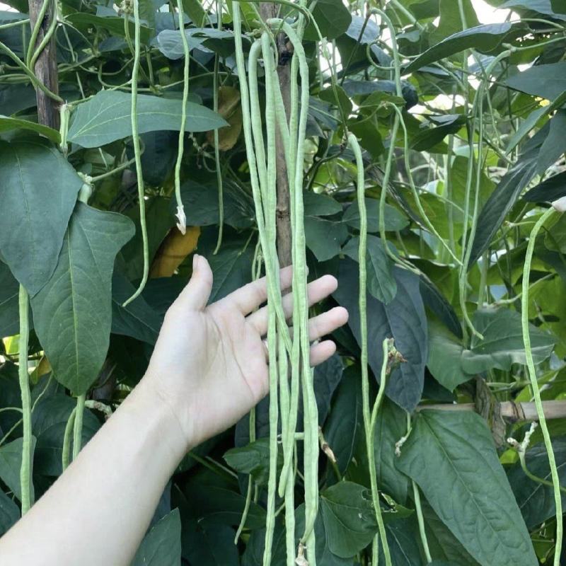广东长豆角，青条豆角/长豆角/产地货源/保质保量，货品靓