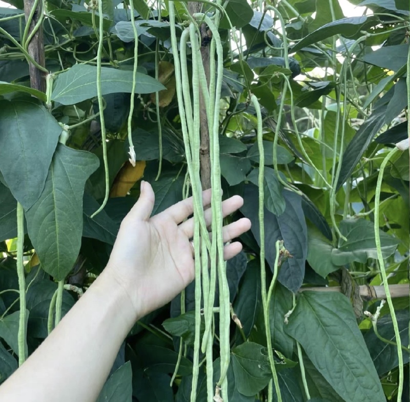 广东长豆角，青条豆角/长豆角/产地货源/保质保量，货品靓