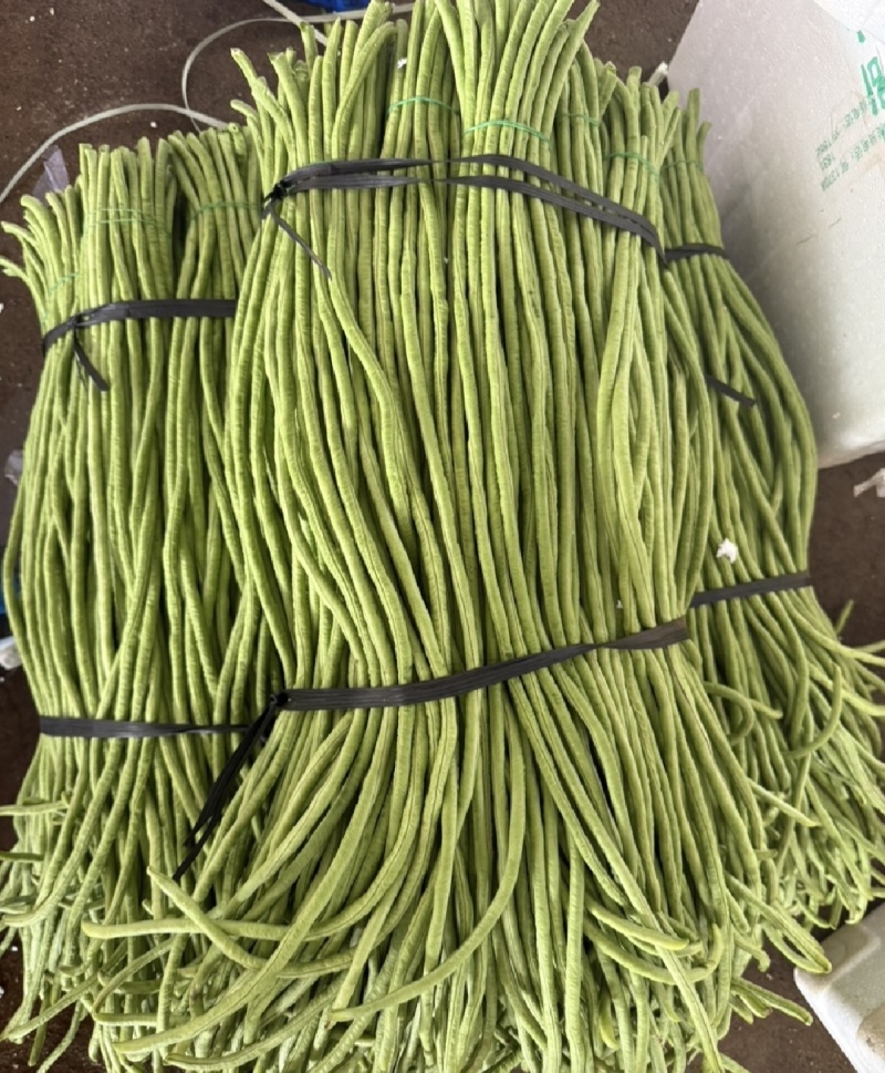 广东长豆角，青条豆角/长豆角/产地货源/保质保量，货品靓