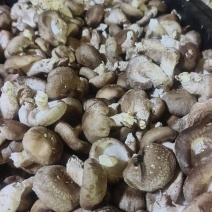 0912香菇，请友友们放心买
