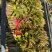 香椿芽头茬上市，对接电商市场，加工厂，代购代办